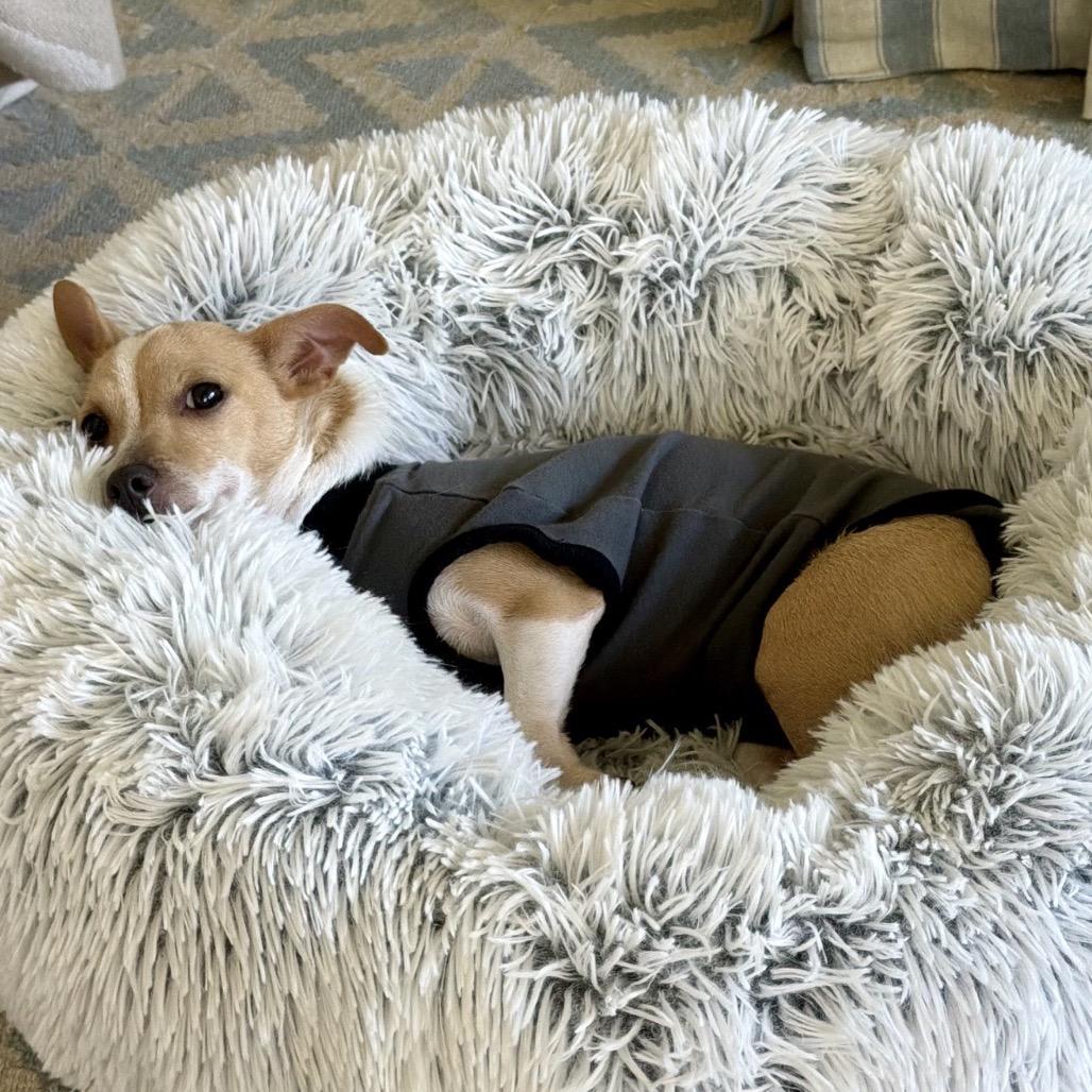Baby, Adoptable, Adult Female Chihuahua & Mixed Breed.