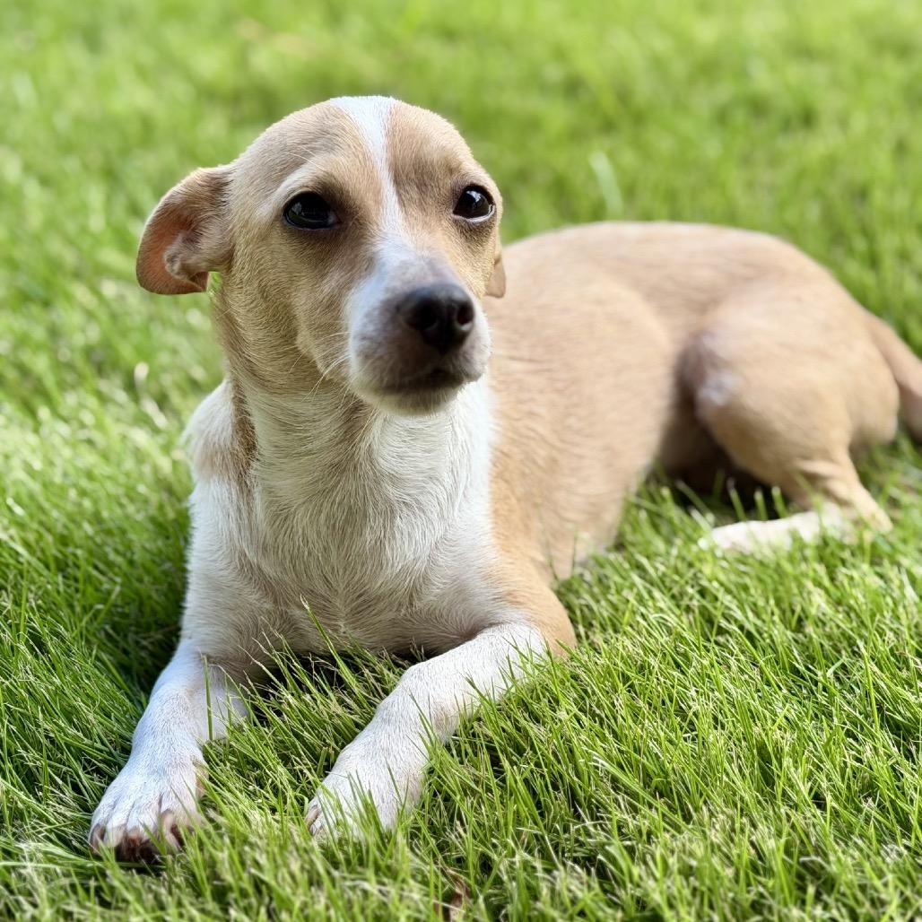 Enlarge Baby, a Adoptable mixed breed in Houston, TX image 2/4