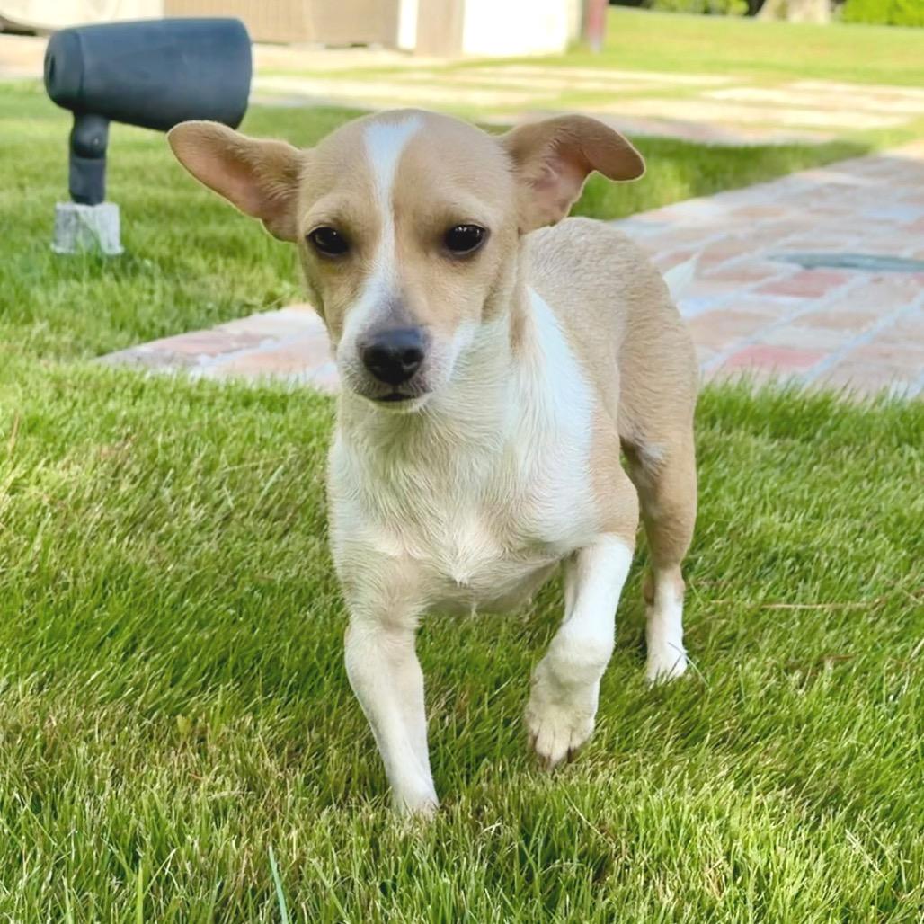 Enlarge Baby, a Adoptable mixed breed in Houston, TX image 3/4