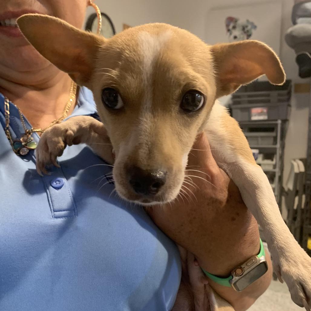 Enlarge Baby, a Adoptable mixed breed in Houston, TX image 4/4