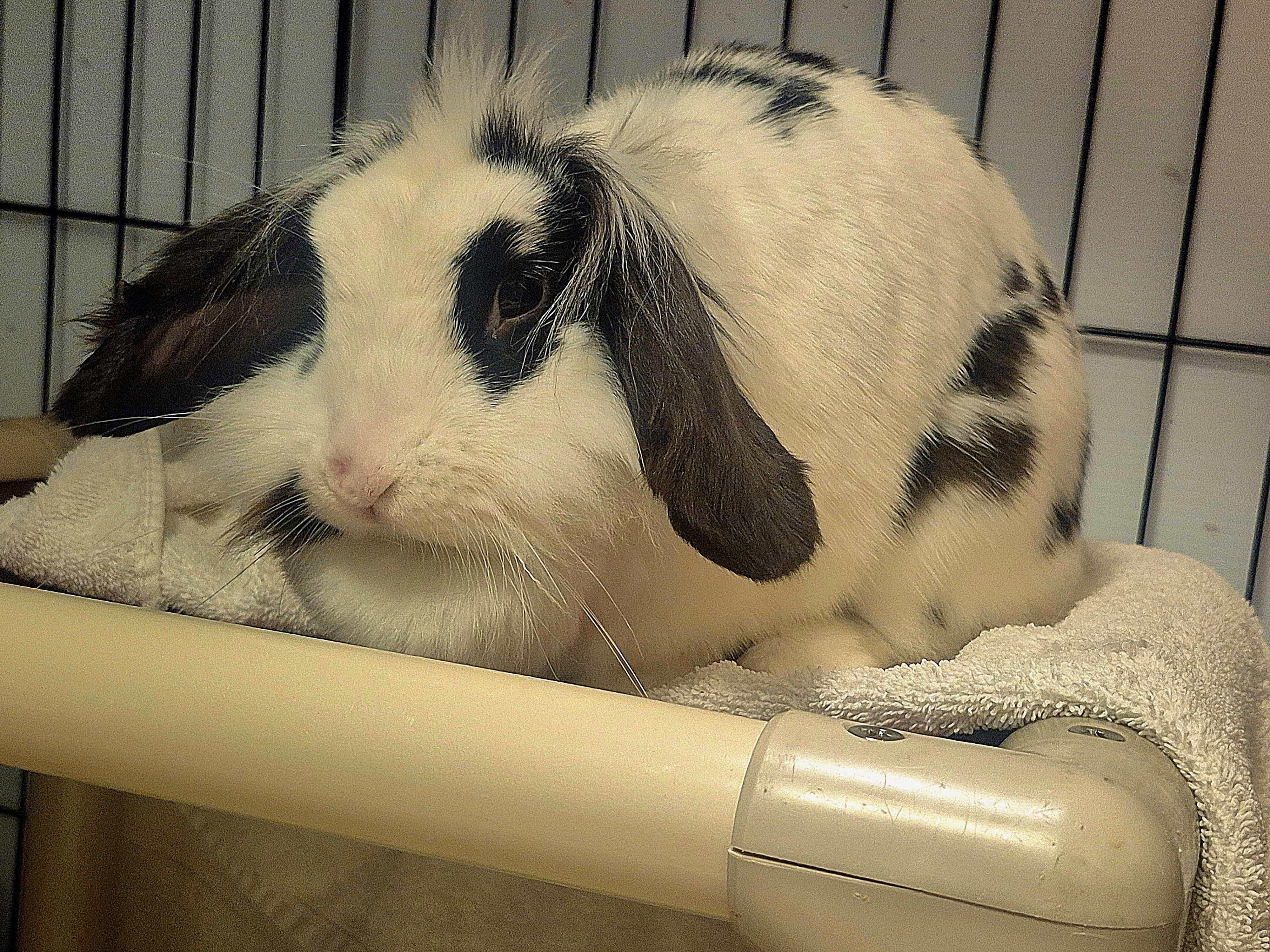 Loretta Lynn, Adoptable, Adult Female English Lop.