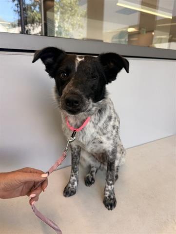 PEPPER, Adoptable, Young Female Australian Cattle Dog / Blue Heeler.