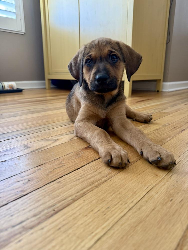 Ryn, Adoptable, Puppy Female Catahoula Leopard Dog & Anatolian Shepherd.