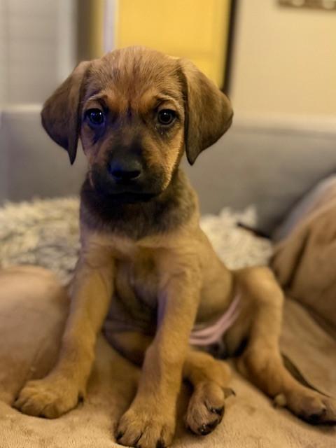 Enlarge Ryn, a Adoptable mixed breed in Denver, CO image 3/6