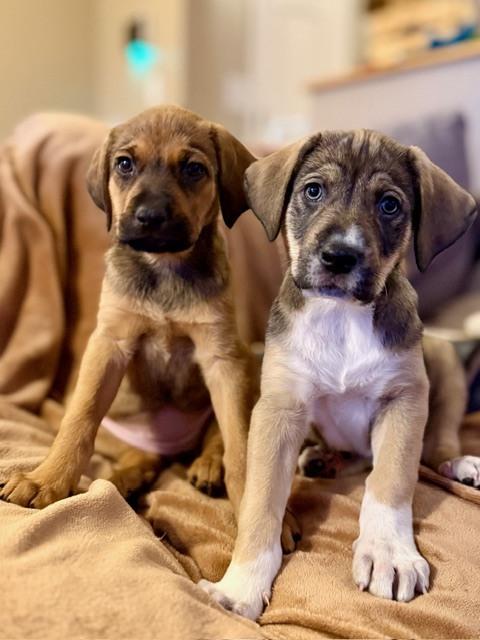 Enlarge Ryn, a Adoptable mixed breed in Denver, CO image 4/6