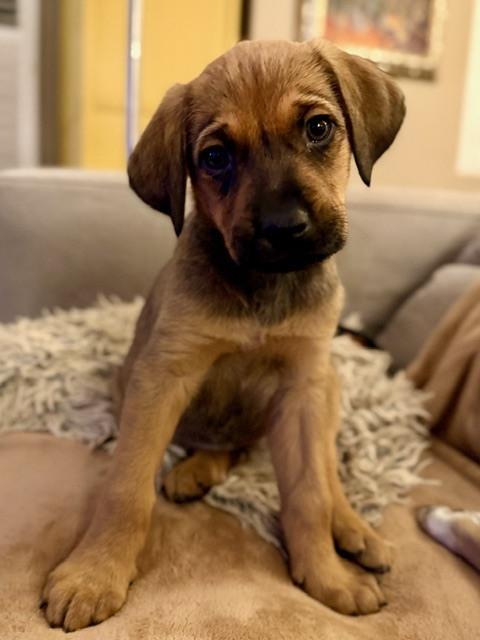 Enlarge Ryn, a Adoptable mixed breed in Denver, CO image 5/6