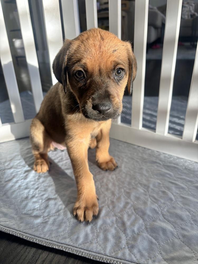 Enlarge Ryn, a Adoptable mixed breed in Denver, CO image 6/6