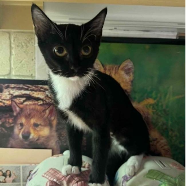 Annie, Adoptable, Kitten Female Tuxedo & Domestic Short Hair.