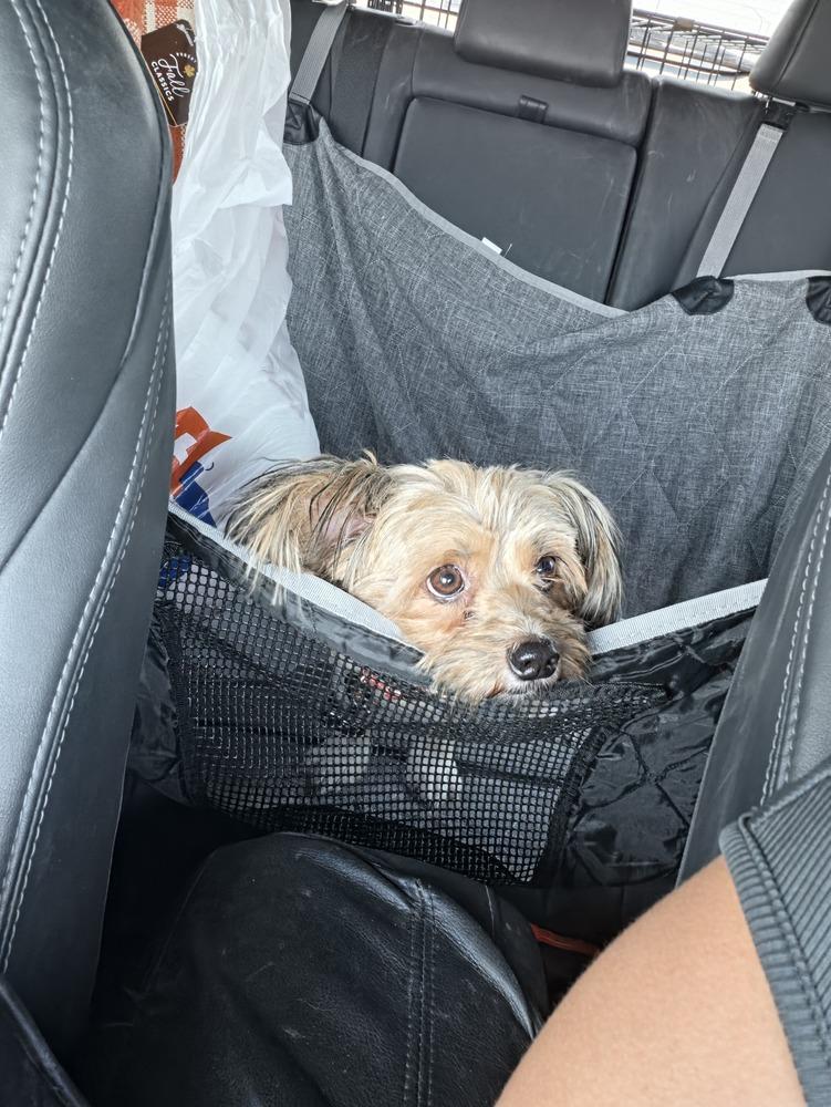 Bella, Adoptable, Adult Female Yorkshire Terrier & Shih Tzu.