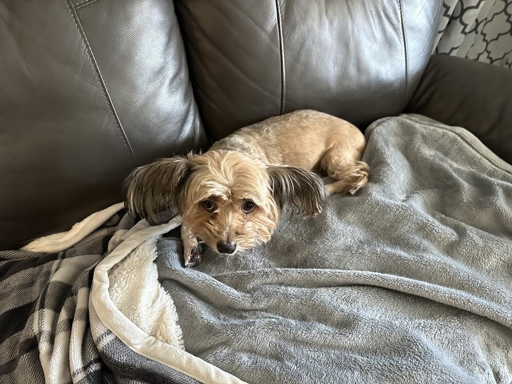 Enlarge Bella, a Adoptable mixed breed in Albuquerque, NM image 2/3