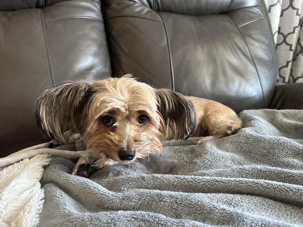 Enlarge Bella, a Adoptable mixed breed in Albuquerque, NM image 3/3