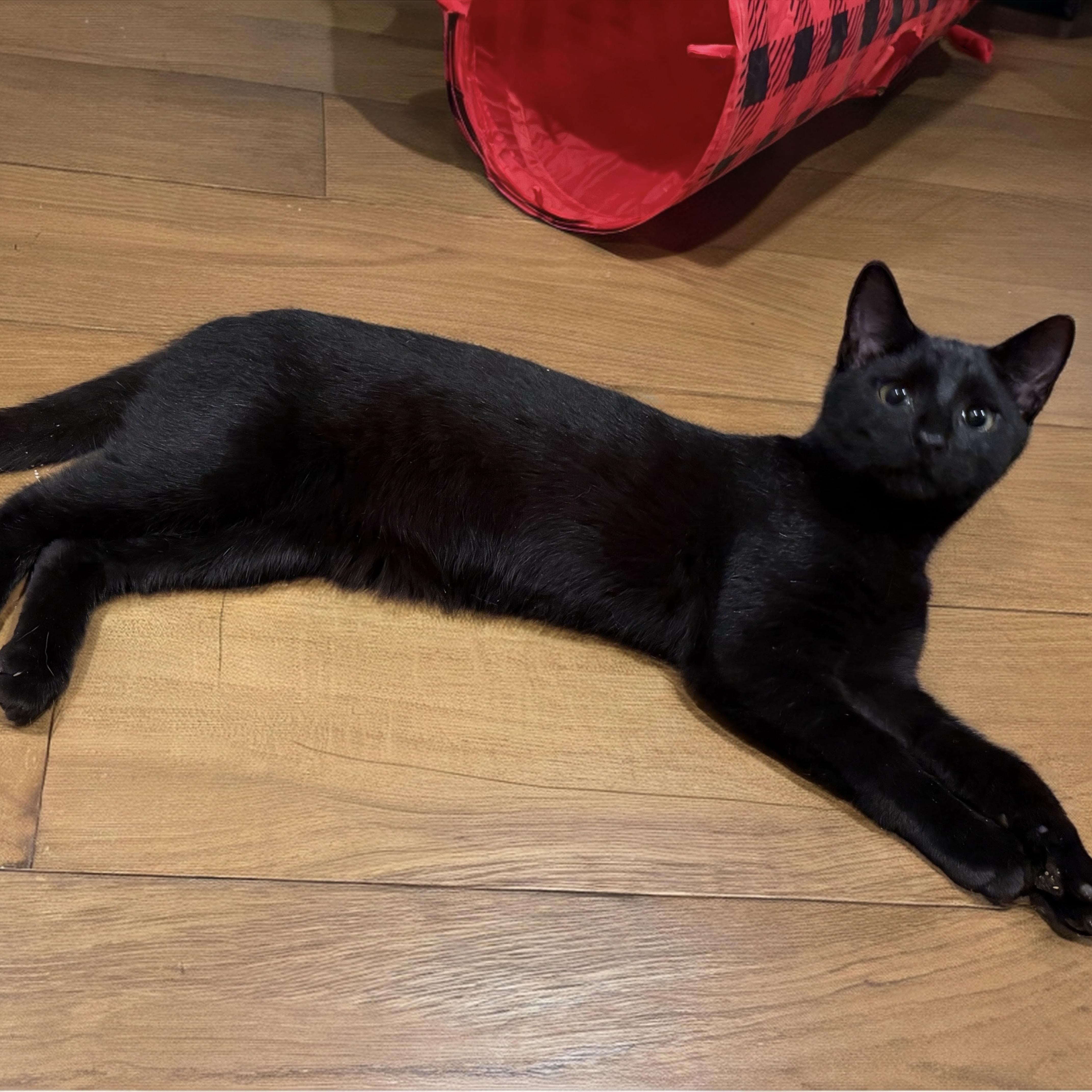 Enlarge Koby, an adopted Domestic Short Hair in Norwalk, CT image 1/1