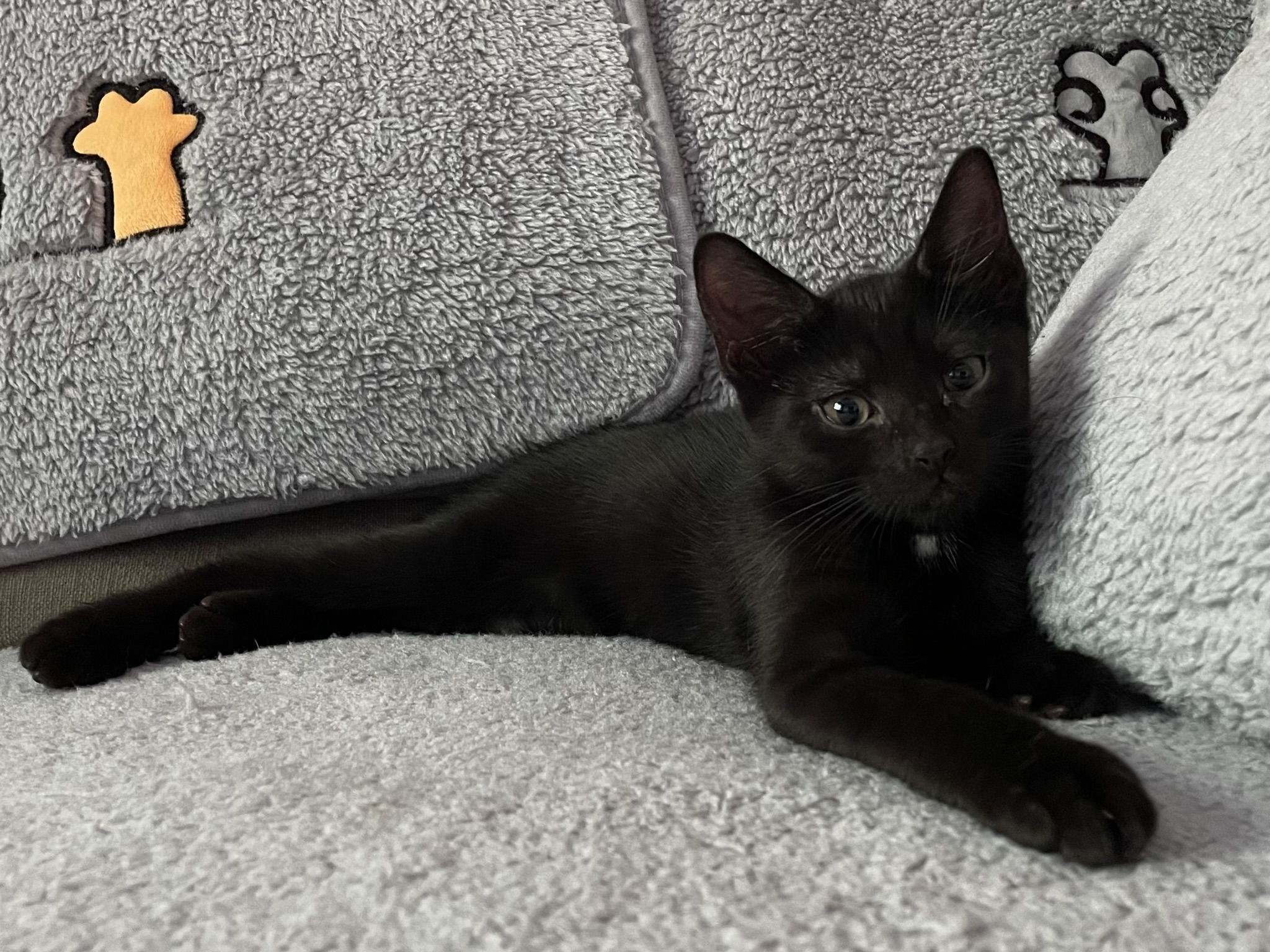 Enlarge Polka (f) & Dottie (f), a Adopted mixed breed in Fresh Meadows, NY image 5/5