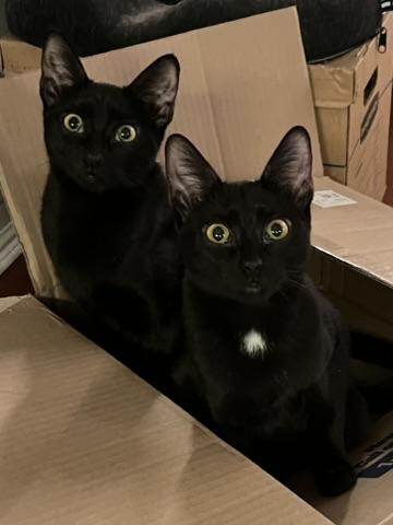 Polka (f) & Dottie (f), Adopted, Young Female Domestic Short Hair & American Shorthair.