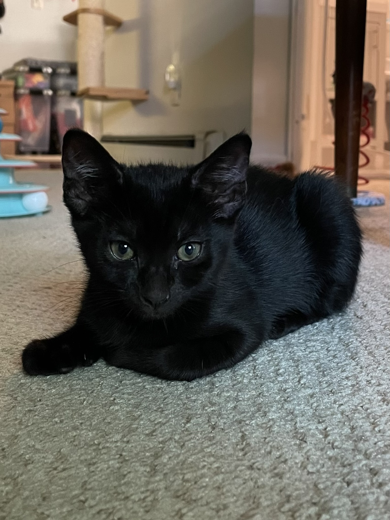 Enlarge Polka (f) & Dottie (f), a Adopted mixed breed in Fresh Meadows, NY image 4/5