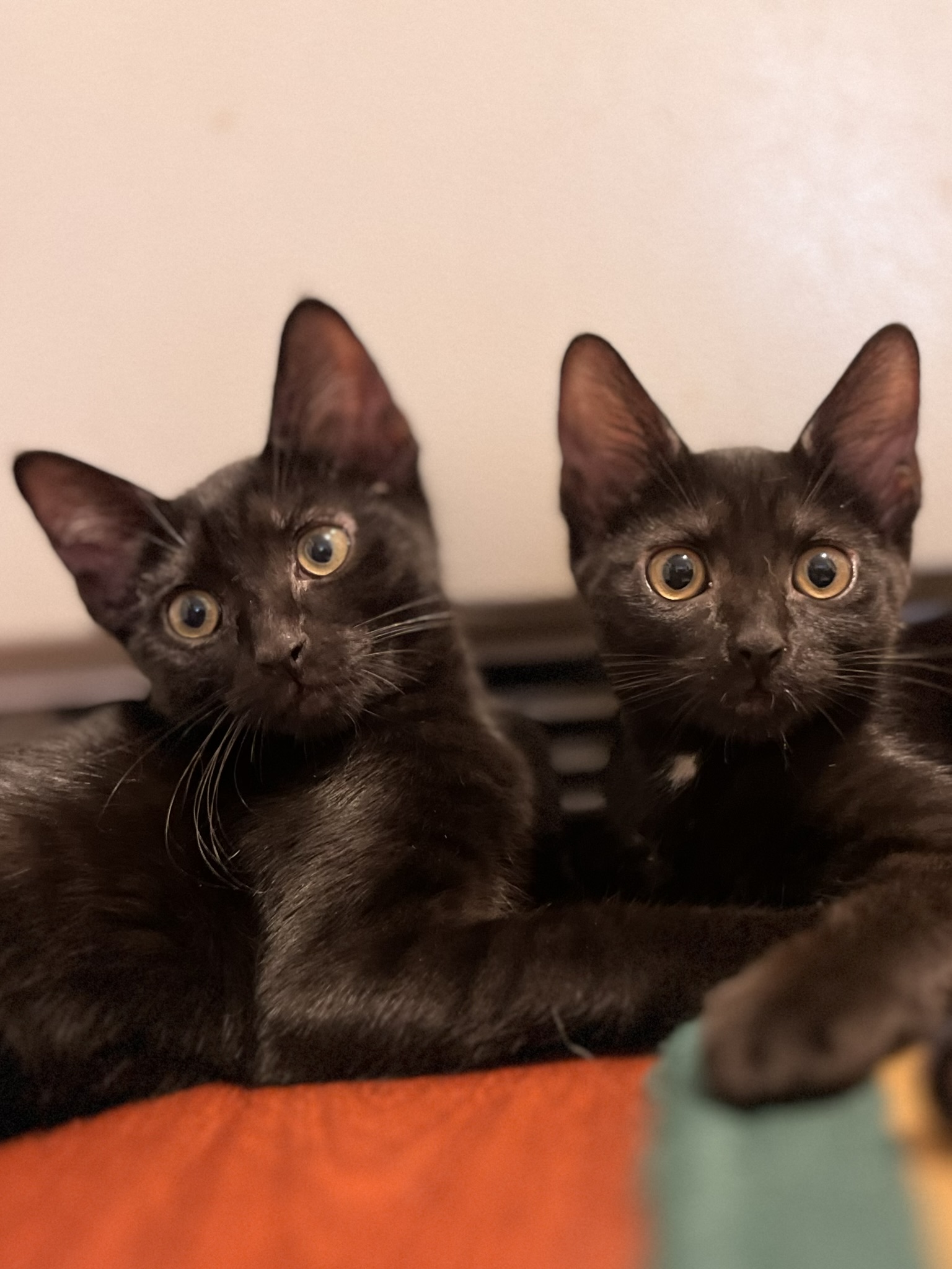 Enlarge Polka (f) & Dottie (f), a Adopted mixed breed in Fresh Meadows, NY image 3/5