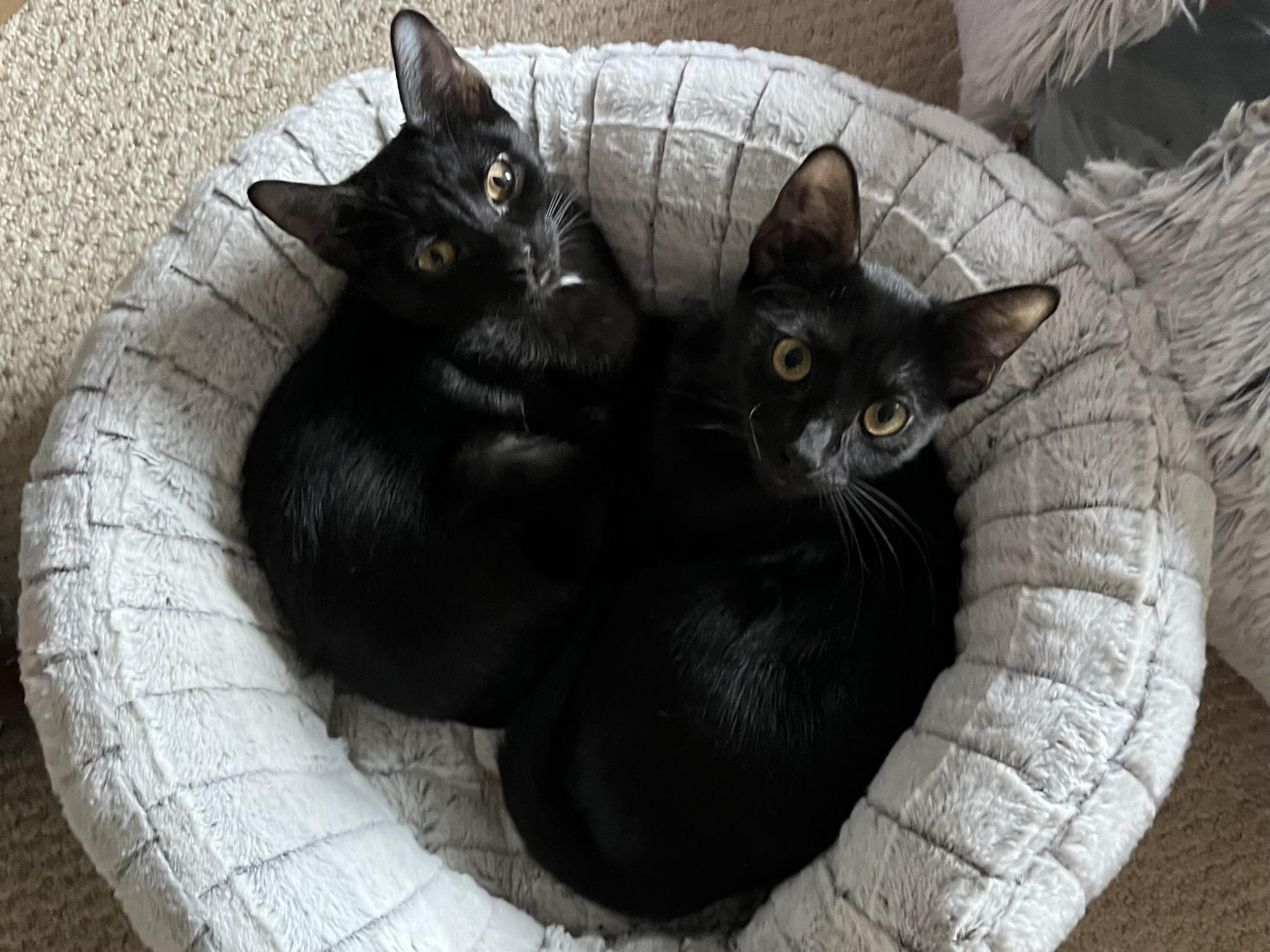 Enlarge Polka (f) & Dottie (f), a Adopted mixed breed in Fresh Meadows, NY image 2/5