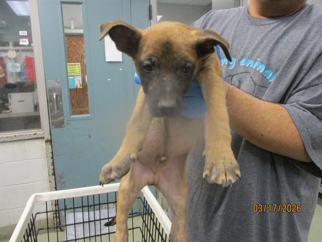 RUGER, Adoptable, Puppy Male German Shepherd Dog & Mixed Breed.