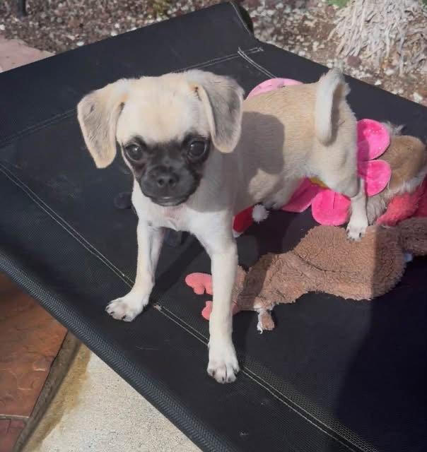 Enlarge Biscuit, a Adoptable mixed breed in Capistrano Beach, CA image 1/3
