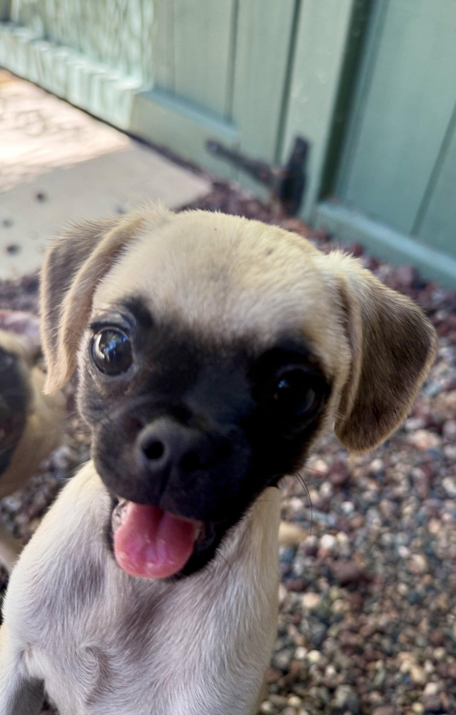 Enlarge Biscuit, a Adoptable mixed breed in Capistrano Beach, CA image 3/3