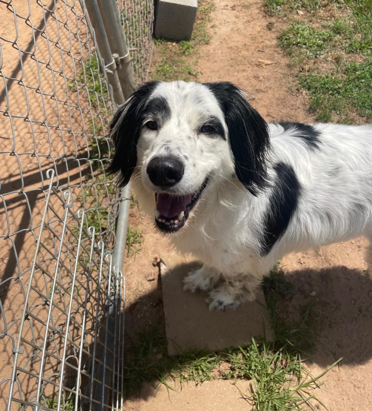Mattie, Adoptable, Adult Female English Setter & English Springer Spaniel.
