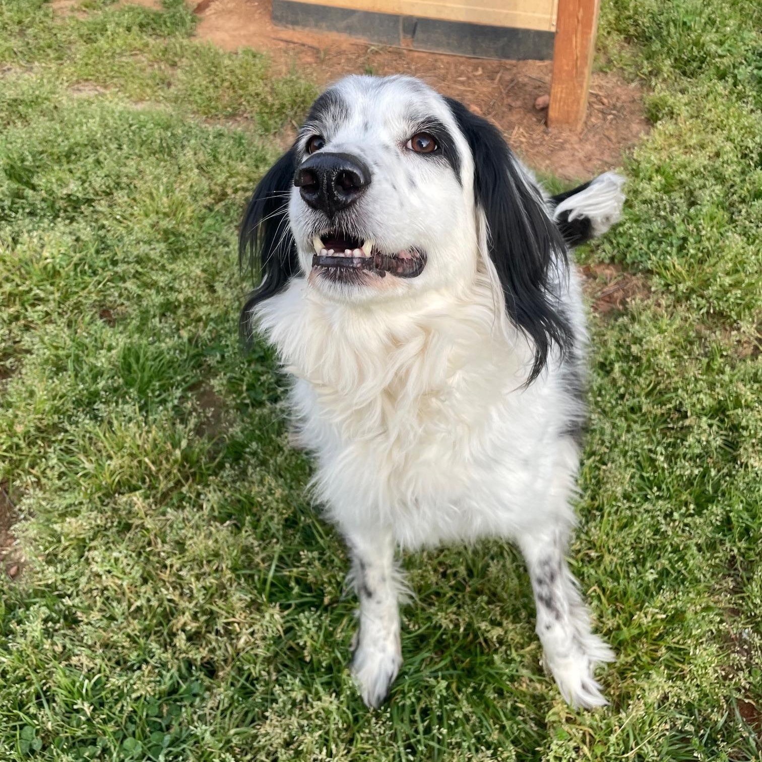 Enlarge Mattie, a Adoptable mixed breed in Sautee Nacoochee, GA image 5/6