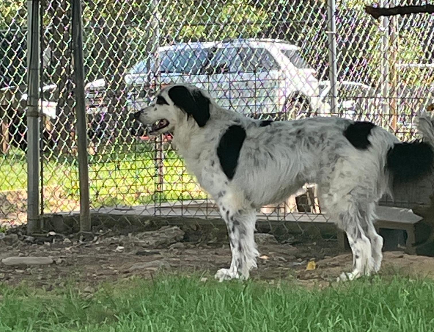 Enlarge Mattie, a Adoptable mixed breed in Sautee Nacoochee, GA image 3/6