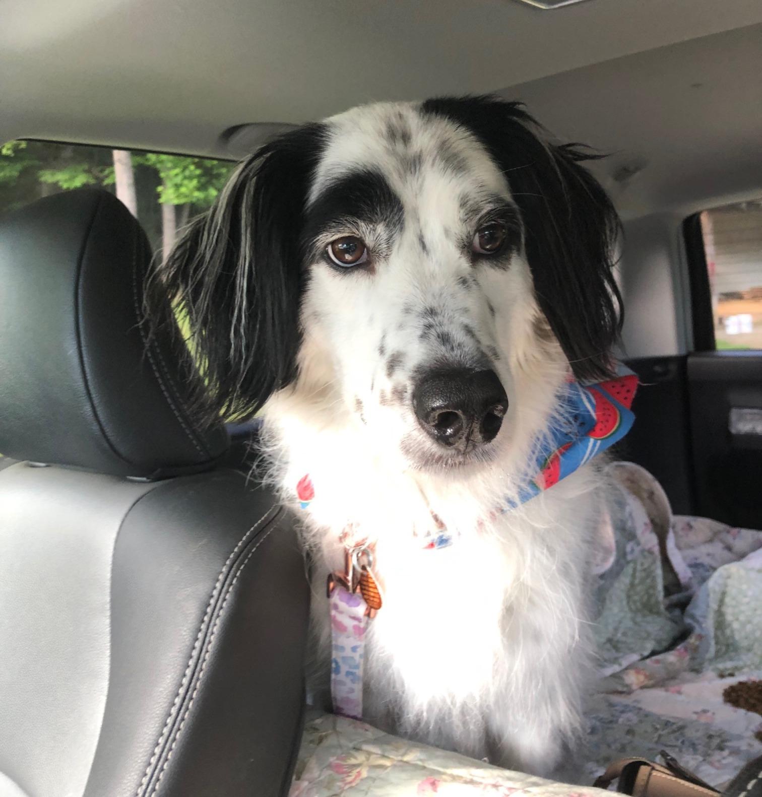 Enlarge Mattie, a Adoptable mixed breed in Sautee Nacoochee, GA image 2/6