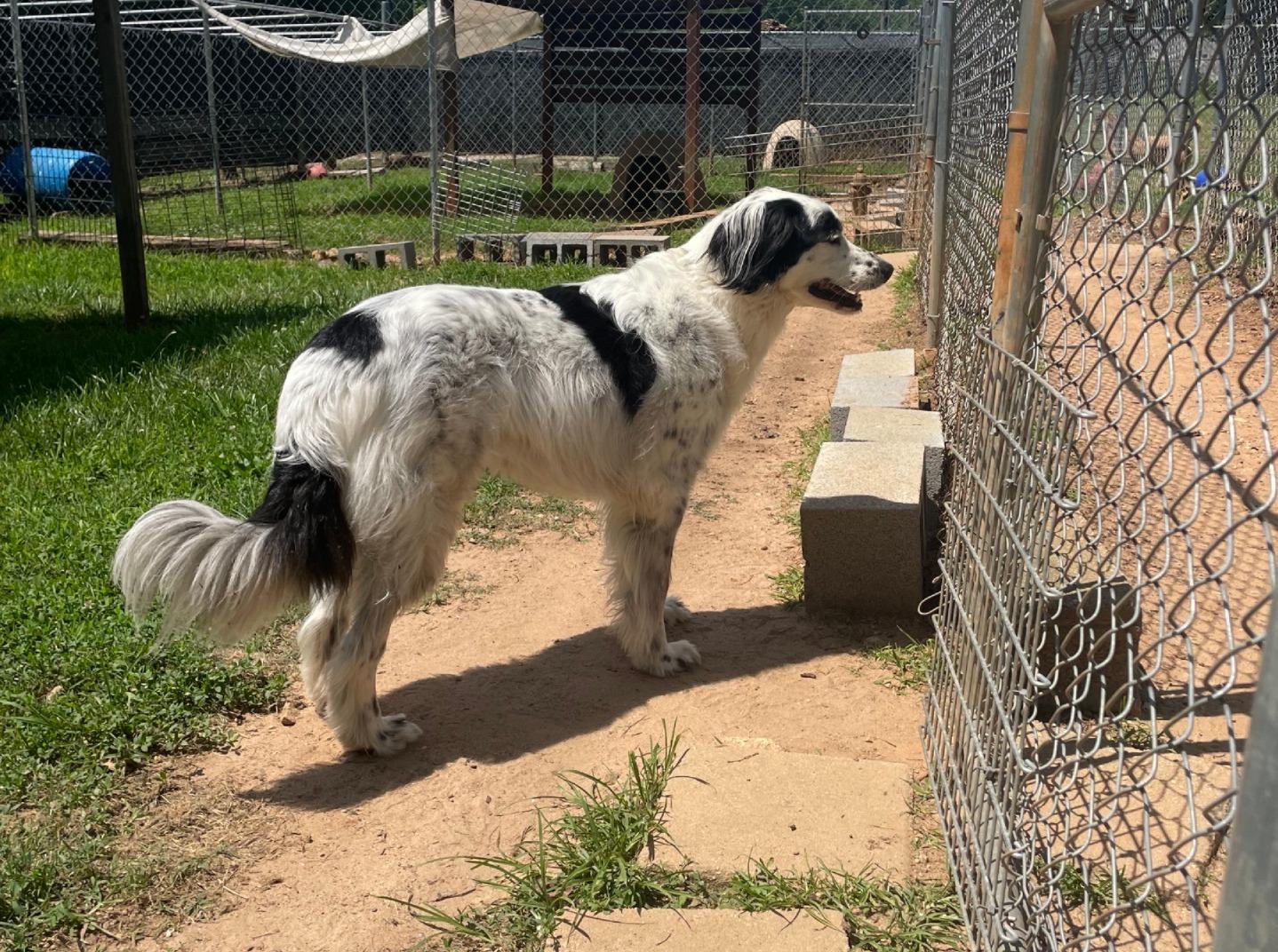 Enlarge Mattie, a Adoptable mixed breed in Sautee Nacoochee, GA image 6/6