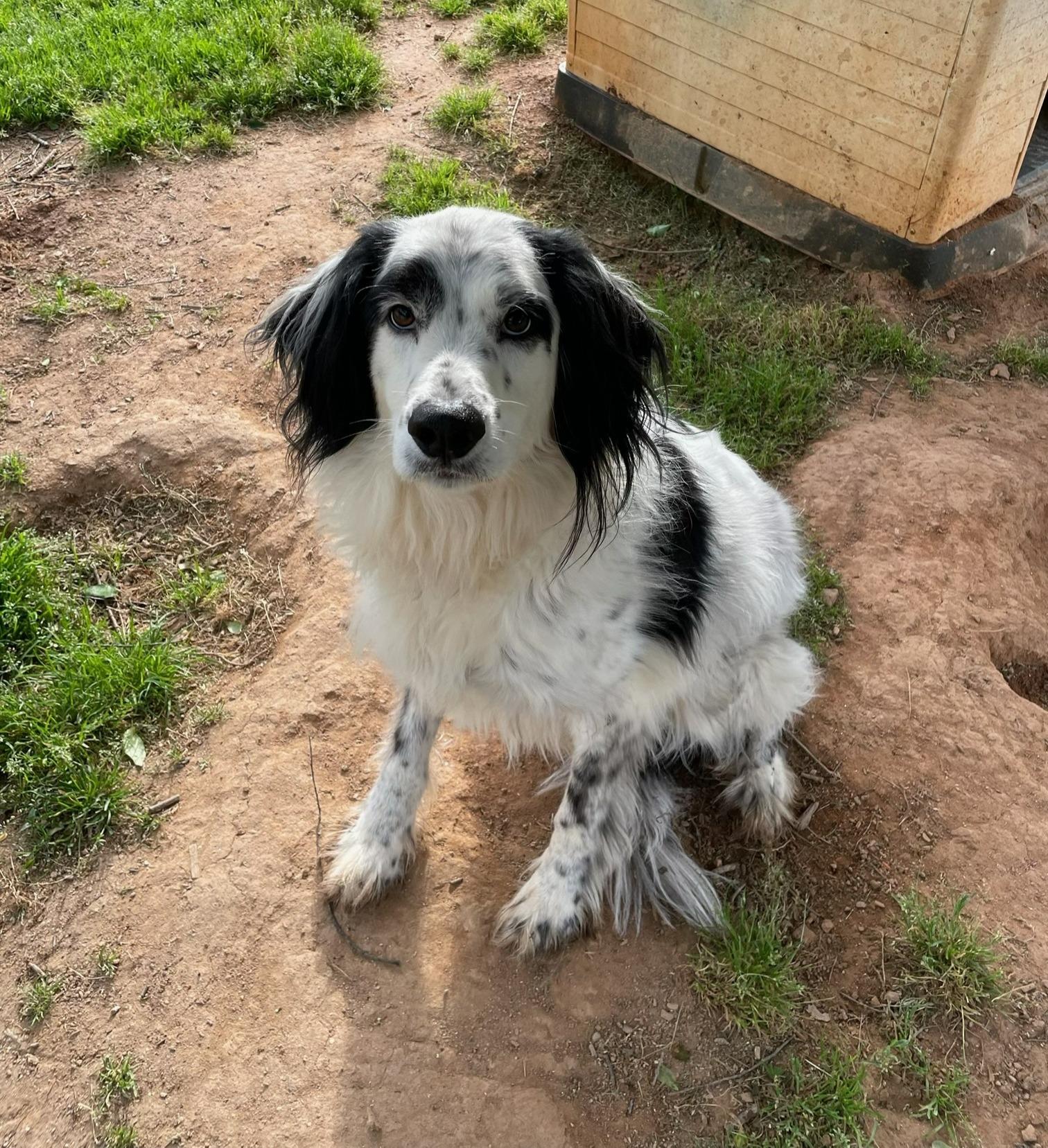 Enlarge Mattie, a Adoptable mixed breed in Sautee Nacoochee, GA image 4/6