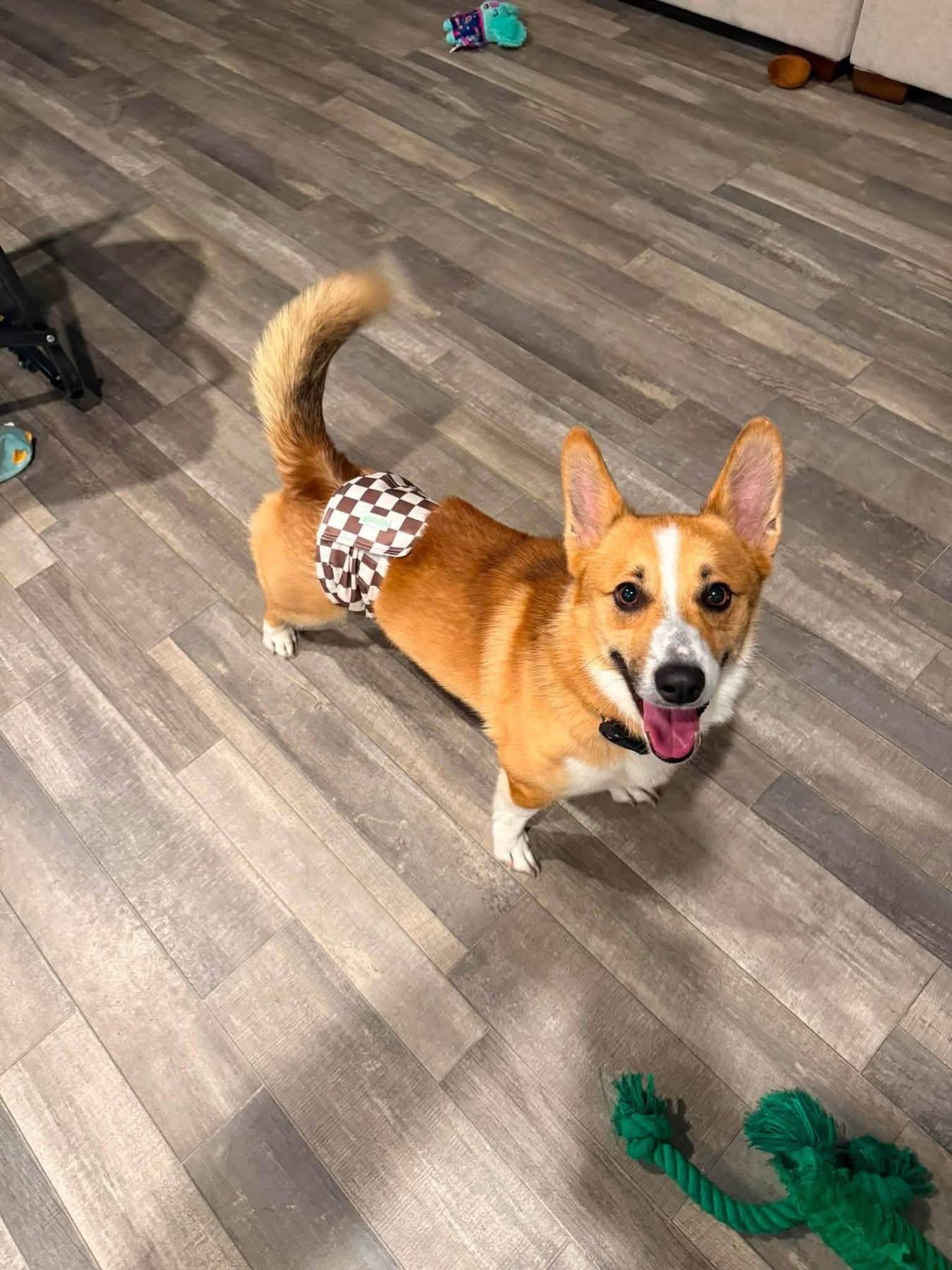 Cheddar, adopted, Young Male Corgi.