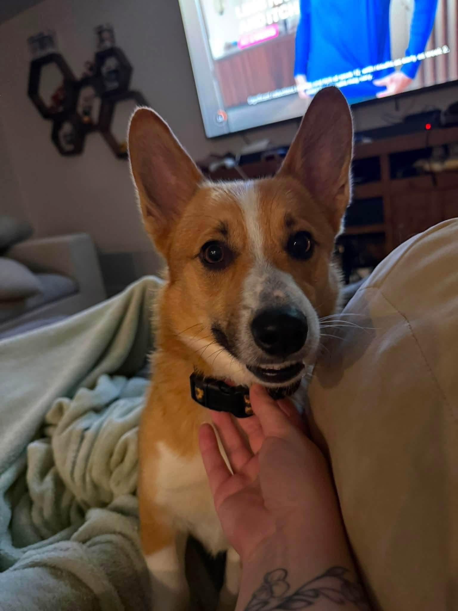 Enlarge Cheddar, an adopted Corgi in Louisville, KY image 2/3