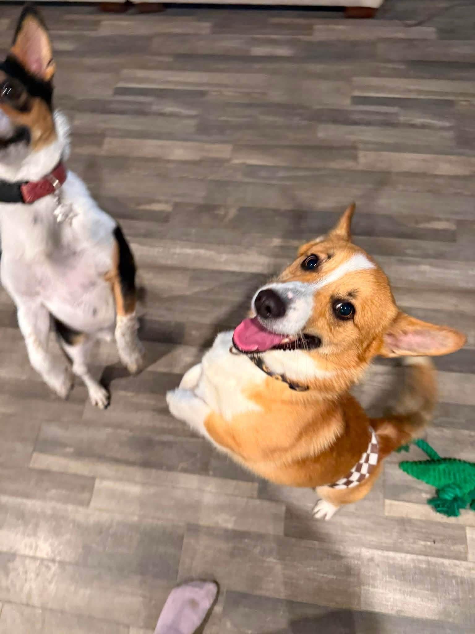Enlarge Cheddar, an adopted Corgi in Louisville, KY image 3/3