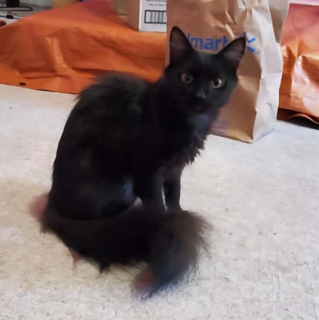 Emmy Lou, Adoptable, Young Female Domestic Long Hair.