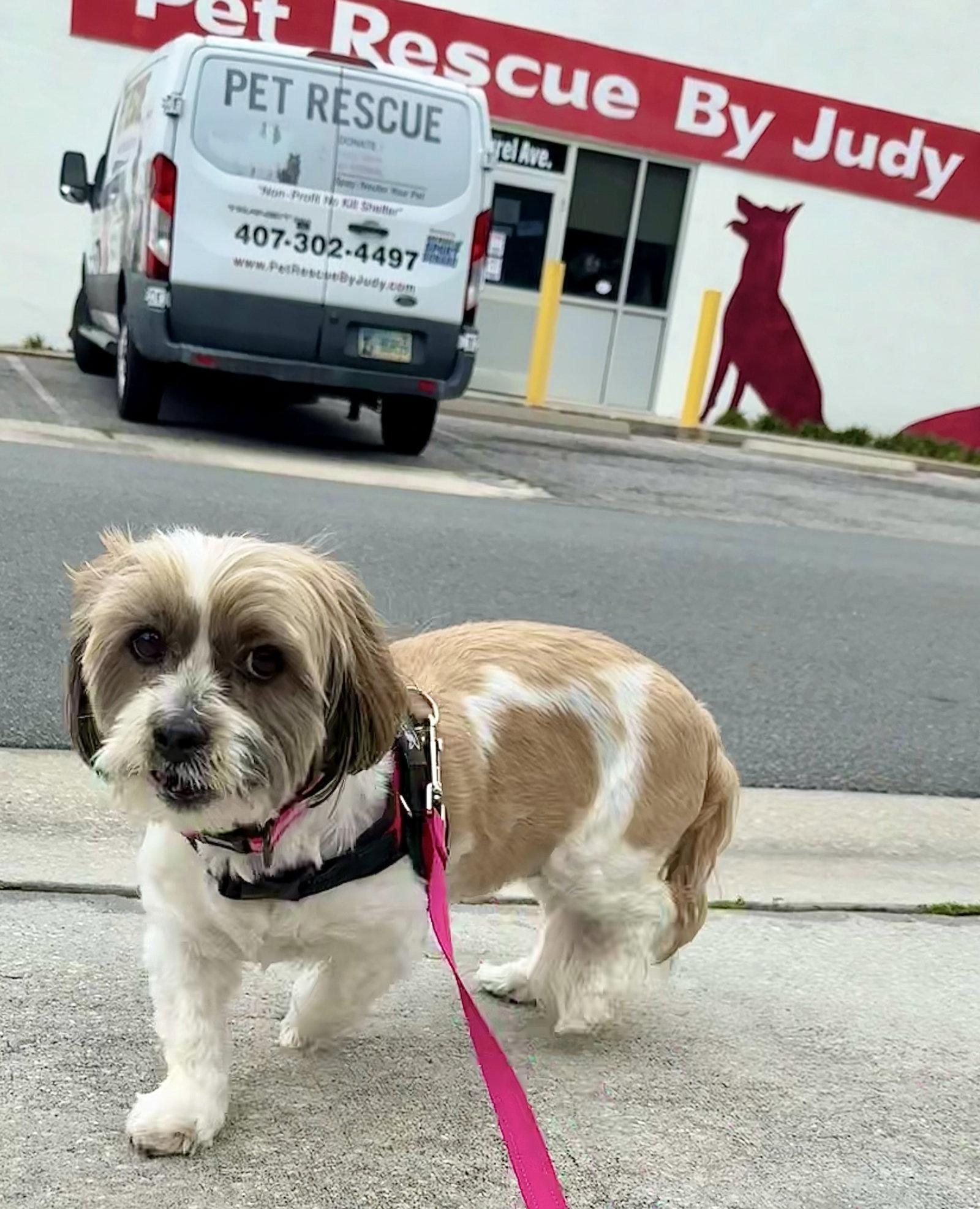 Maggie, Adoptable, Adult Female Lhasa Apso & Shih Tzu.