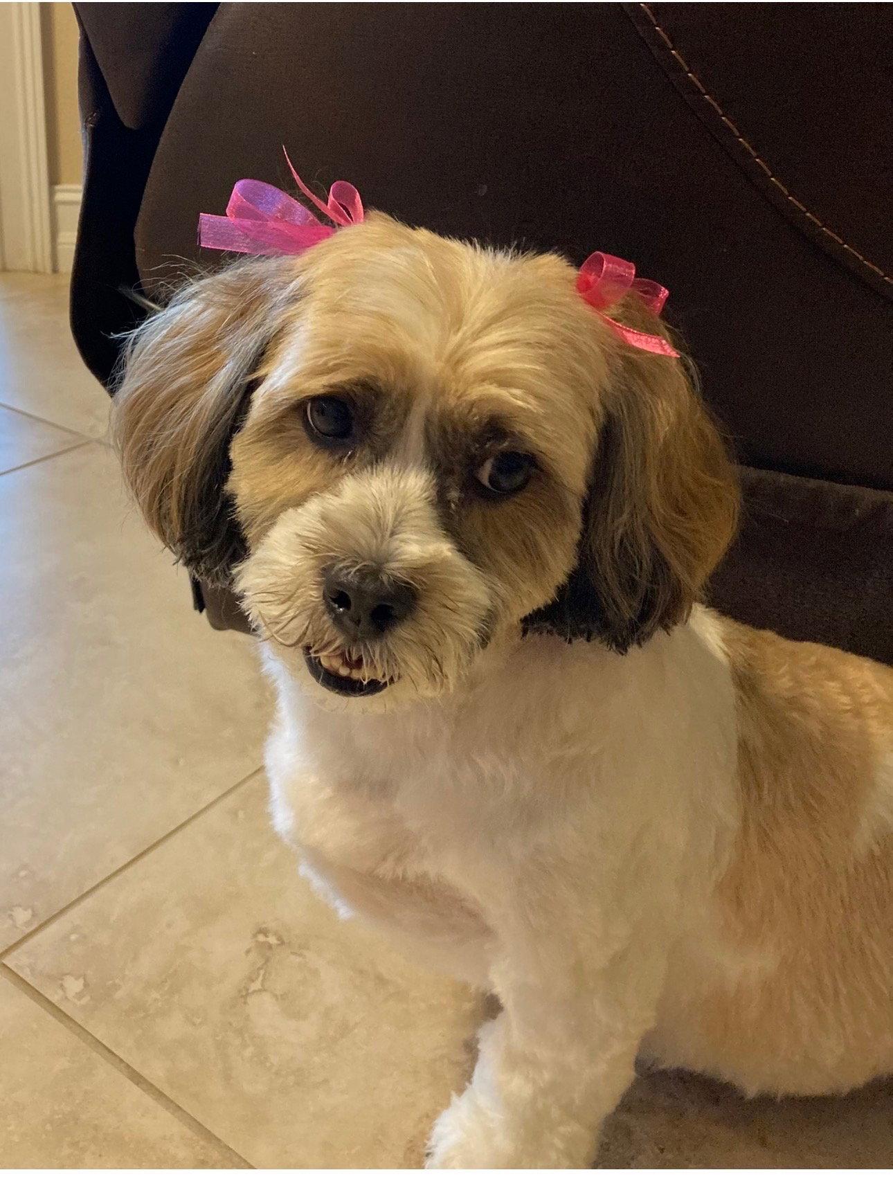 Maggie, a Adoptable mixed breed in Sanford, FL image 3/3
