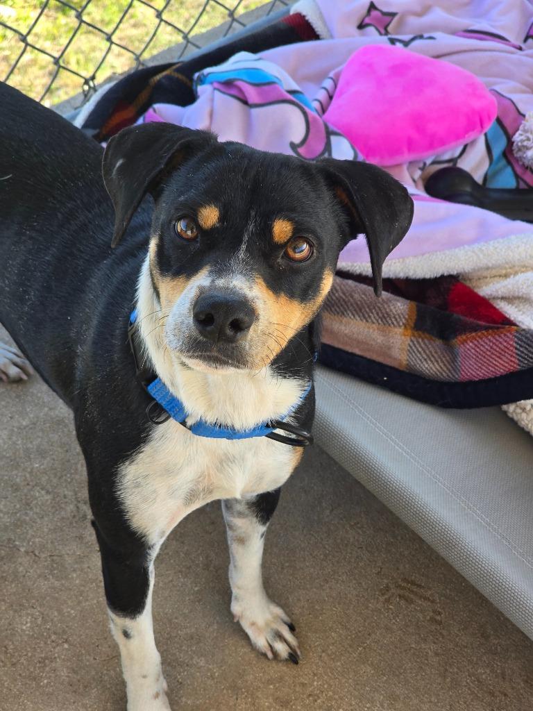 Leo, Adoptable, Young Male Jack Russell Terrier & Terrier.