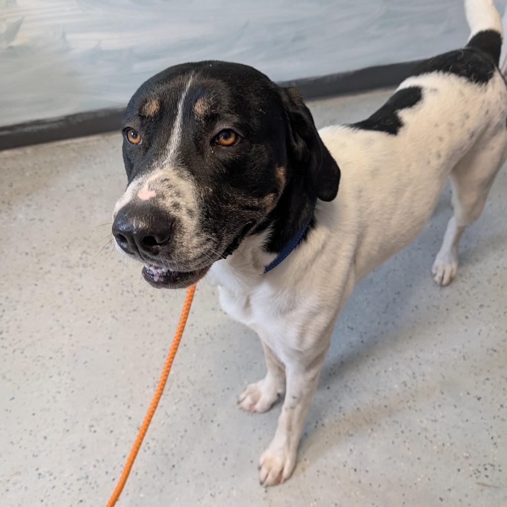 Cookie, Adoptable, Adult Male Coonhound.