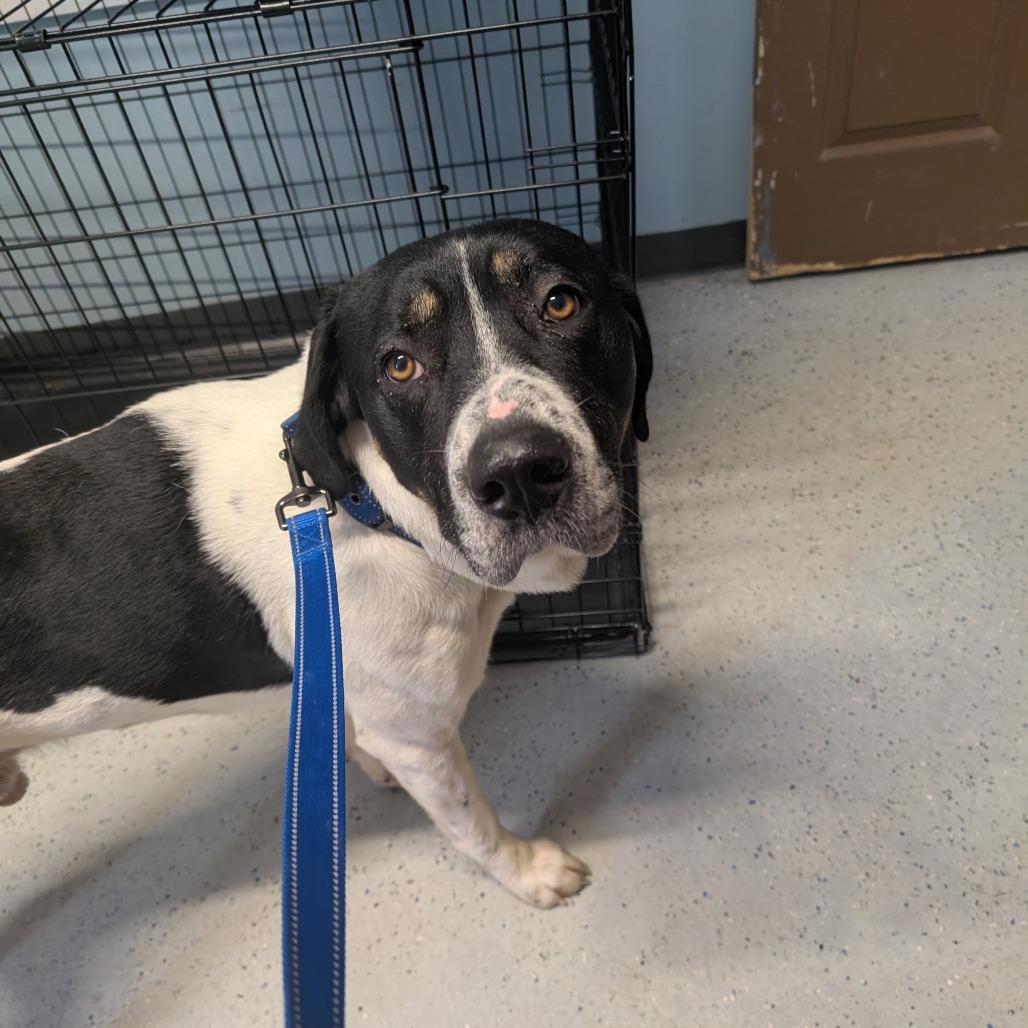 Enlarge Cookie, a Adoptable mixed breed in Blair, WI image 2/6