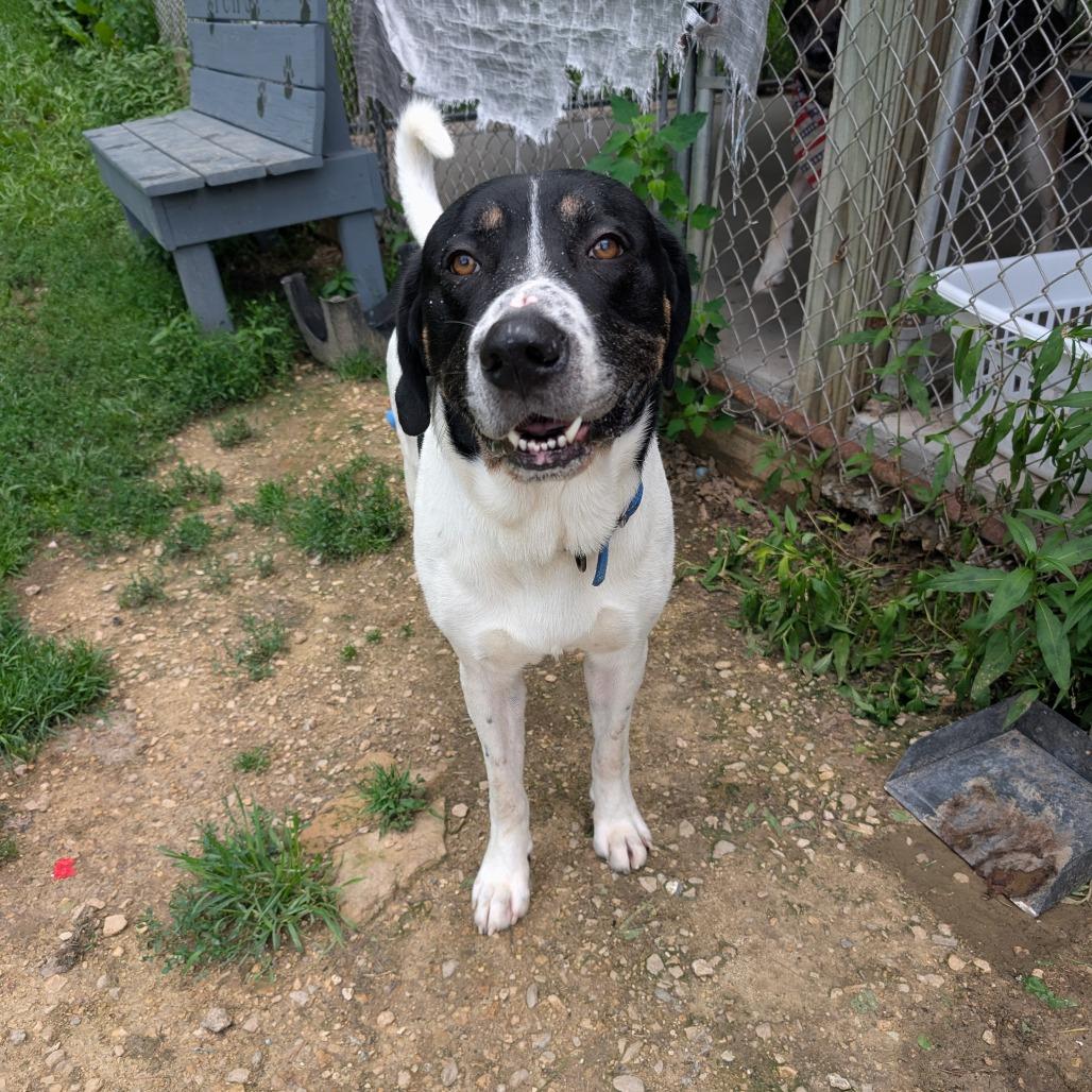 Enlarge Cookie, a Adoptable mixed breed in Blair, WI image 3/6