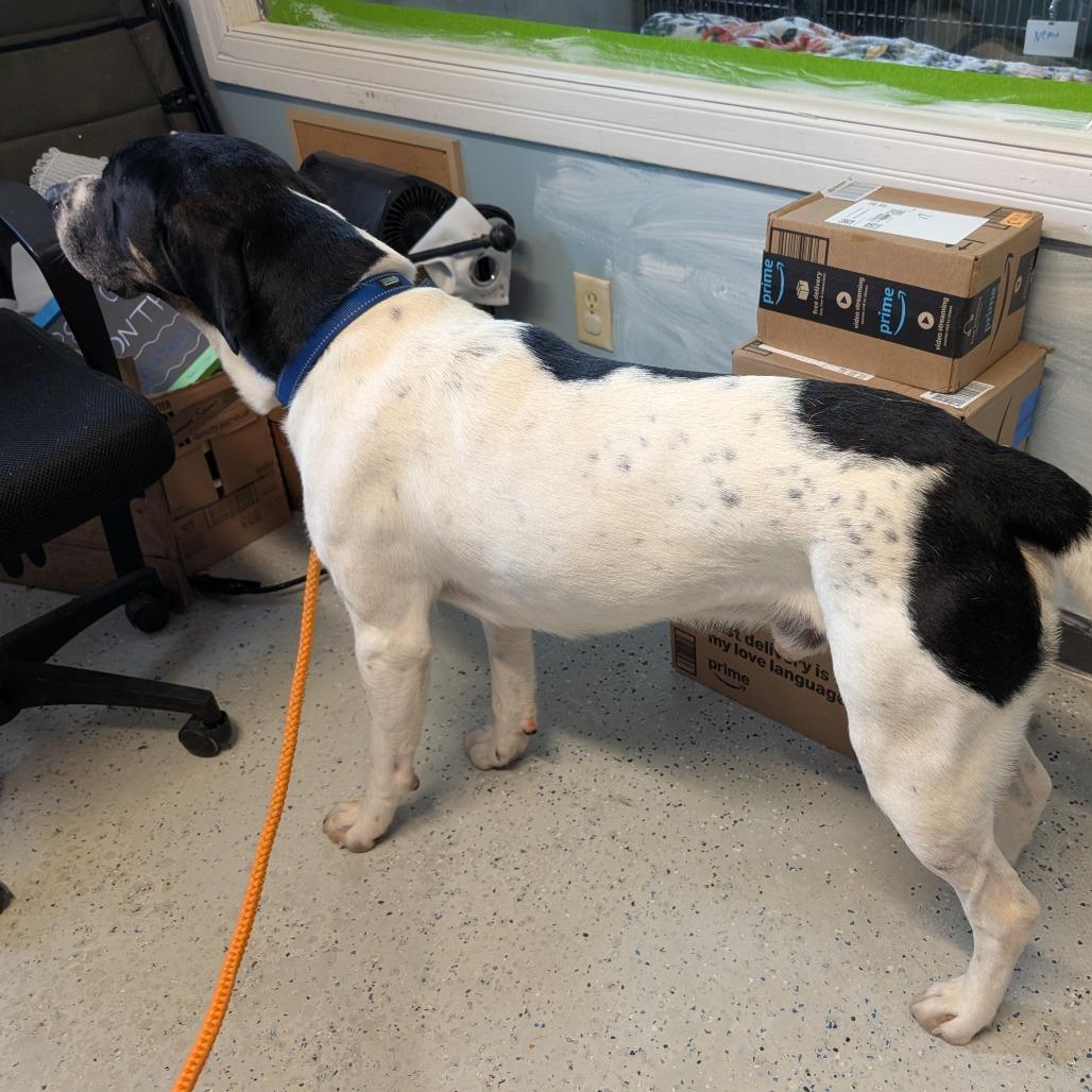 Enlarge Cookie, a Adoptable mixed breed in Blair, WI image 4/6