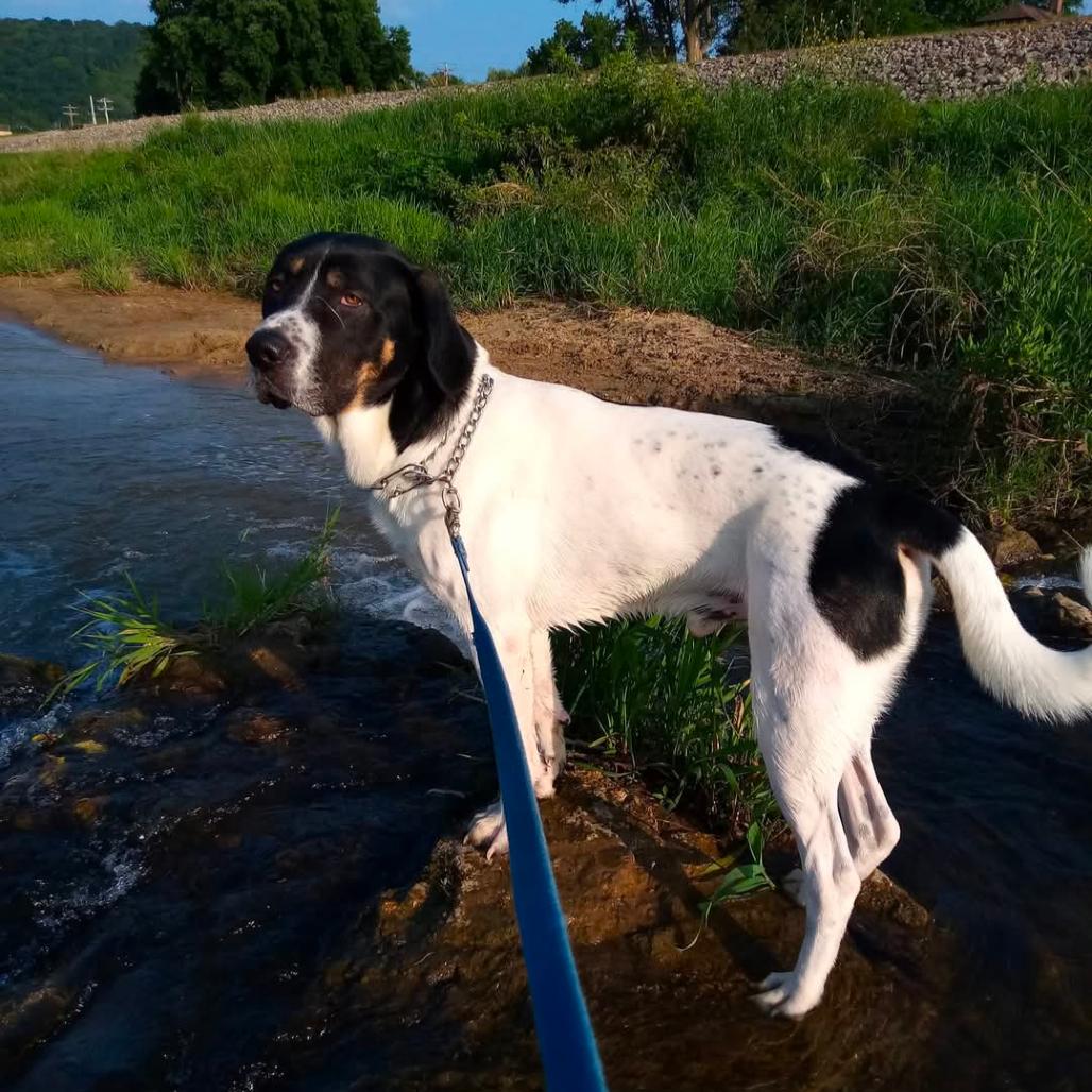 Enlarge Cookie, a Adoptable mixed breed in Blair, WI image 6/6