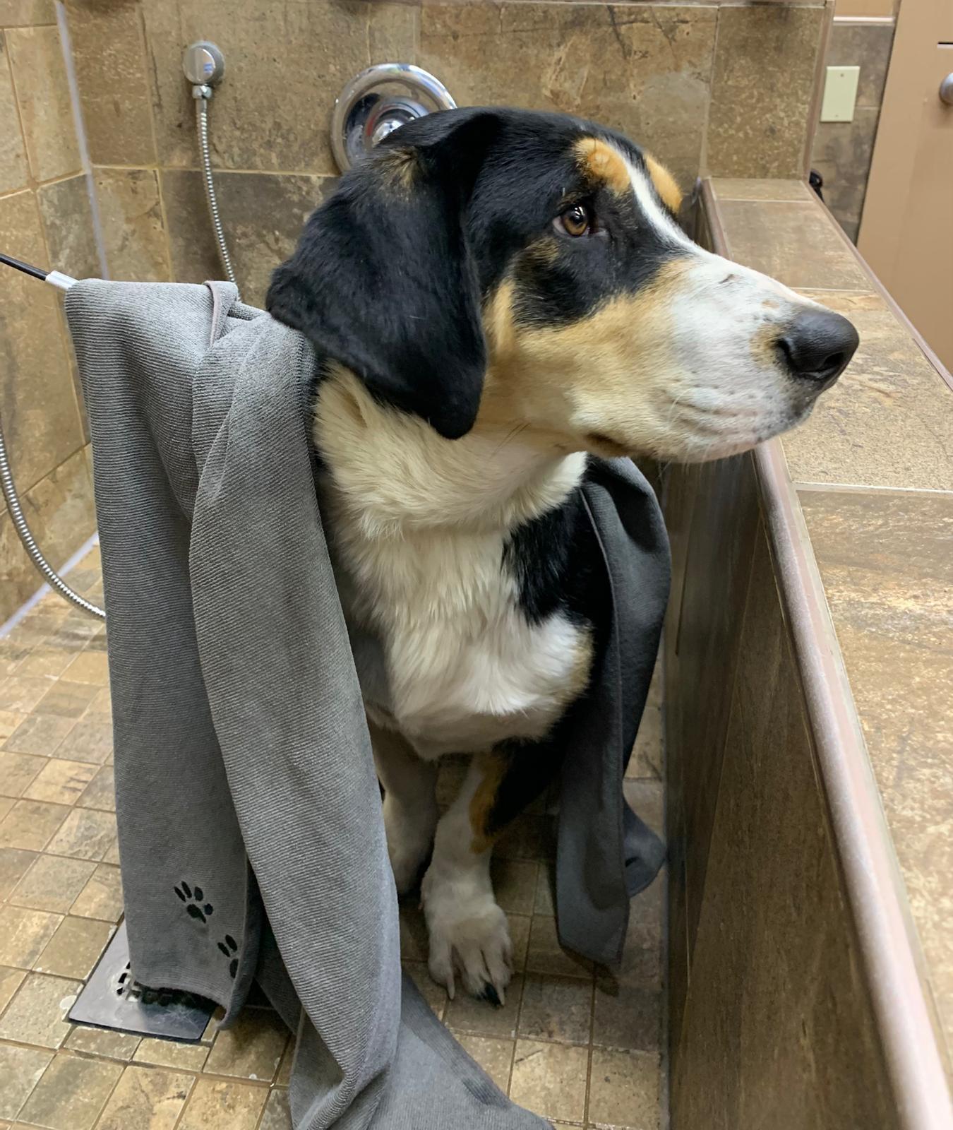 Enlarge Paul, an adopted mixed breed in Oakville, ON image 4/6