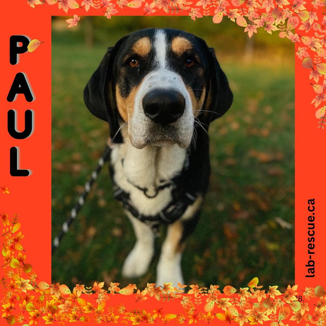 Enlarge Paul, an adopted mixed breed in Oakville, ON image 1/6