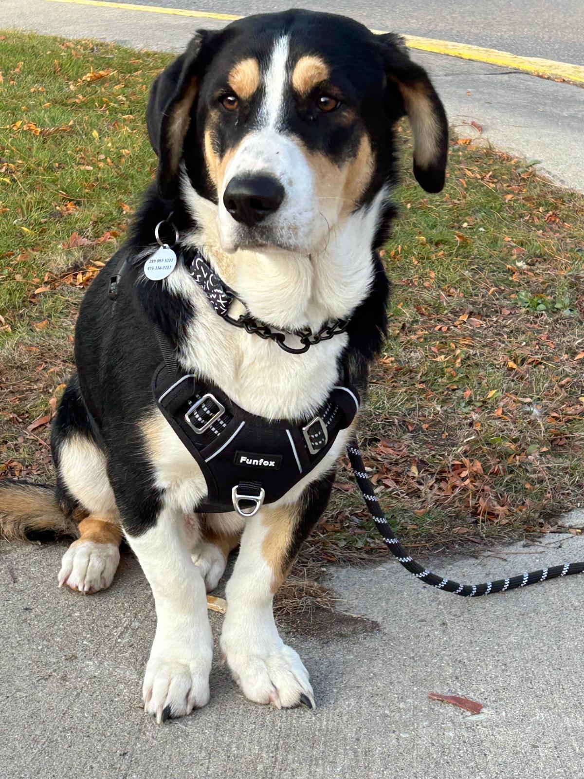 Enlarge Paul, an adopted mixed breed in Oakville, ON image 5/6