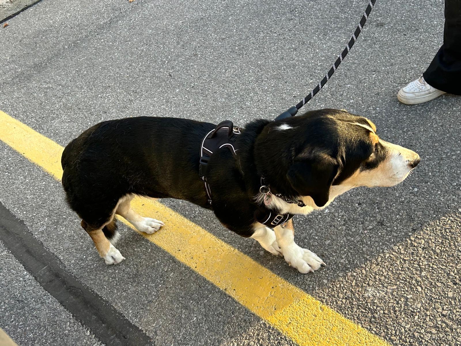 Enlarge Paul, an adopted mixed breed in Oakville, ON image 3/6