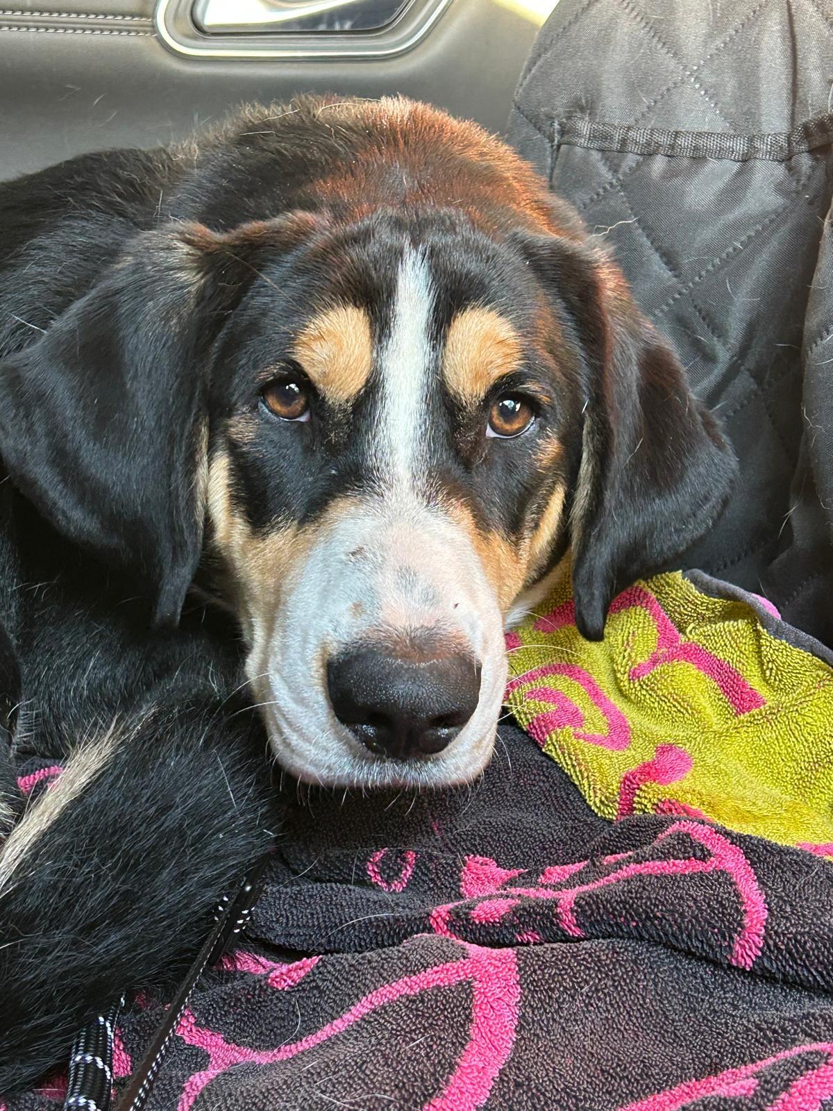 Enlarge Paul, an adopted mixed breed in Oakville, ON image 6/6