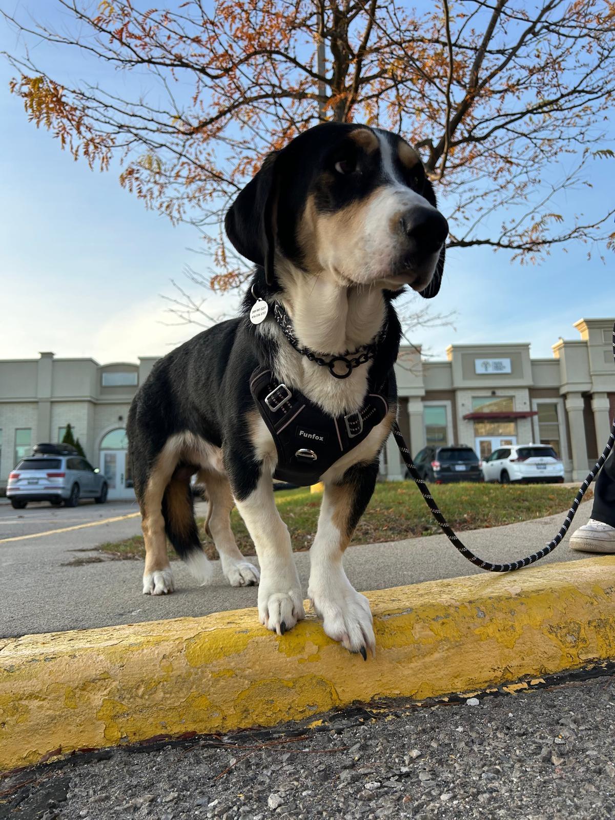 Enlarge Paul, an adopted mixed breed in Oakville, ON image 2/6