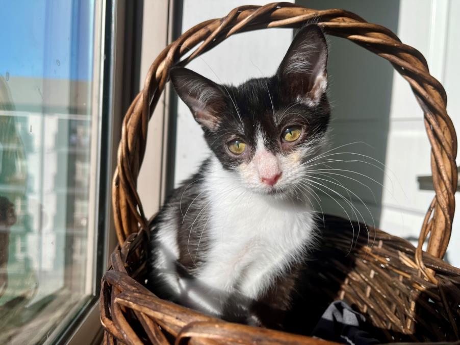 DUMPLING, Adoptable, Kitten Female Domestic Short Hair.