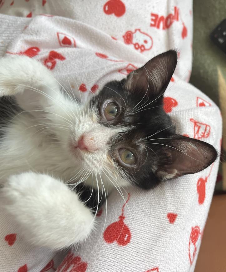 DUMPLING, Adoptable, Kitten Female Domestic Short Hair.